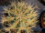 Ферокактус (Ferocactus glaucescens)