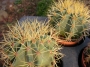 Ферокактус (Ferocactus glaucescens)