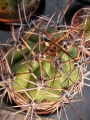 Кактус (Cactus)