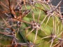 Кактус (Cactus)
