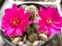 Кактус (Cactus)