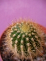 Кактус (Cactus)