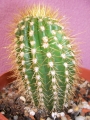 Кактус (Cactus)