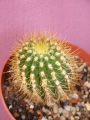 Кактус (Cactus)