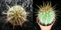 Кактус (Cactus)