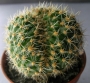 Кактус (Cactus)