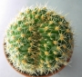 Кактус (Cactus)