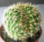 Кактус (Cactus)