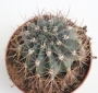 Кактус (Cactus)