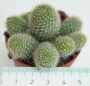Кактус (Cactus)