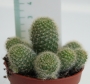 Кактус (Cactus)