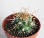 Кактус (Cactus)
