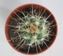 Кактус (Cactus)