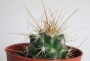 Кактус (Cactus)