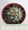 Кактус (Cactus)