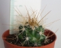 Кактус (Cactus)