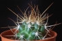 Кактус (Cactus)