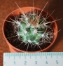 Кактус (Cactus)