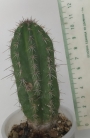 Кактус (Cactus)