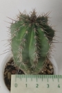 Кактус (Cactus)