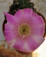 Кактус (Cactus sp)