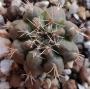 Кактус (Cactus sp)