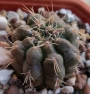 Кактус (Cactus sp)