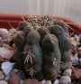 Кактус (Cactus sp)