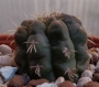 Кактус (Cactus sp)