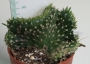 Кактус кристата (Cactus cristata)
