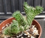 Кактус кристата (Cactus cristata)