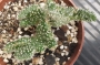 Кактус кристата (Cactus cristata)