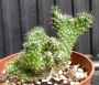 Кактус кристата (Cactus cristata)