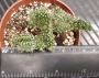 Кактус кристата (Cactus cristata)