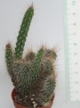 Кактус кристата (Cactus cristata)