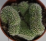 Кактус кристата (Cactus cristata)