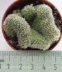 Кактус кристата (Cactus cristata)