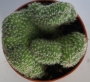 Кактус кристата (Cactus cristata)