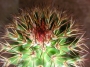 Мамилария (Cactus Mammillaria backerbergiana ssp ernestii)