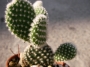 Опунция (Cactus Opuntia microdasys v. albispina)