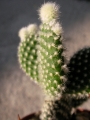 Опунция (Cactus Opuntia microdasys v. albispina)