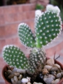 Опунция (Cactus Opuntia microdasys v. albispina)