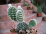 Опунция (Cactus Opuntia microdasys v. albispina)
