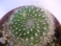 Ребуция (Rebutia, Aylostera kupperiana)