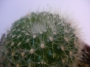 Ребуция (Rebutia, Aylostera kupperiana)