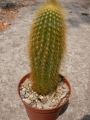 Ватриканиа (Cactus Vatricania guentherii)