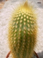 Ватриканиа (Cactus Vatricania guentherii)