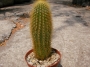 Ватриканиа (Cactus Vatricania guentherii)