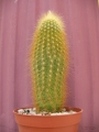 Ватриканиа (Cactus Vatricania guentherii)