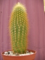 Ватриканиа (Cactus Vatricania guentherii)